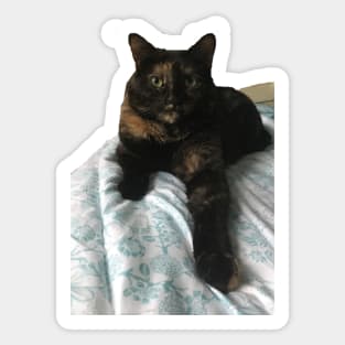 Tortie Offers Paw Sticker